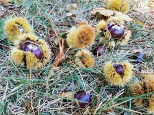 Castagne bio aspromonte - castagne, d'aspromonte