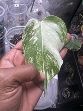 Monstera Albo White Tiger