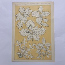 Stampa botanica Leaves from