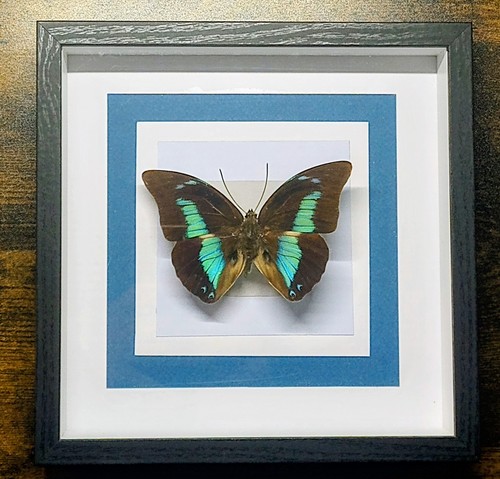 Quadro tassidermia farfalle - quadro,