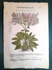 MATTIOLI MATTHIOLI Erbario a