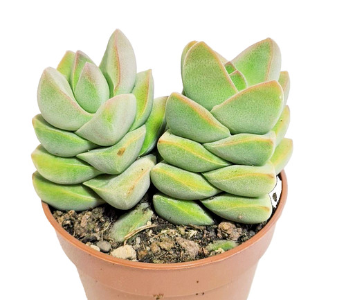 Crassula moonglow vaso ø5 - moonglow, Ø5.5
