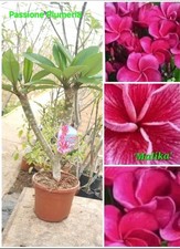 Pianta plumeria - di,