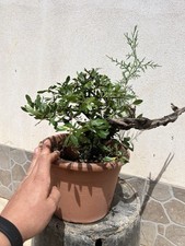 Bonsai Rhamnus lycioides  /yamadori Tanuki Naturale
