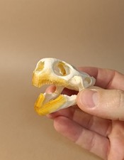 Taxidermy, Cabinet De