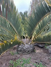 Encephalartos eugene-maraisii