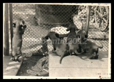 Foto, mostra di cani di razza Erzgeb., formazione Teckel i.d., i cuccioli, 50...