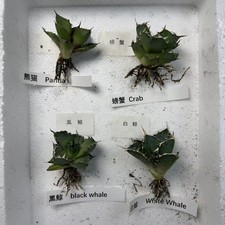4PZ 6cm Gruppo Agave Titanota