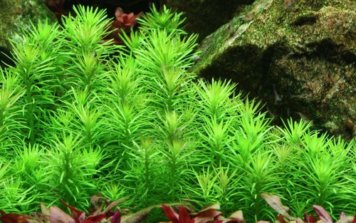 Pianta per acquario pogostemon - per,