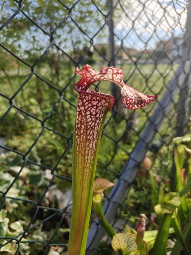 Sarracenia h13gc moorei - sarracenia, (moorei