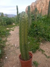 Pachanoi, San🌵Pedro 55CMS
