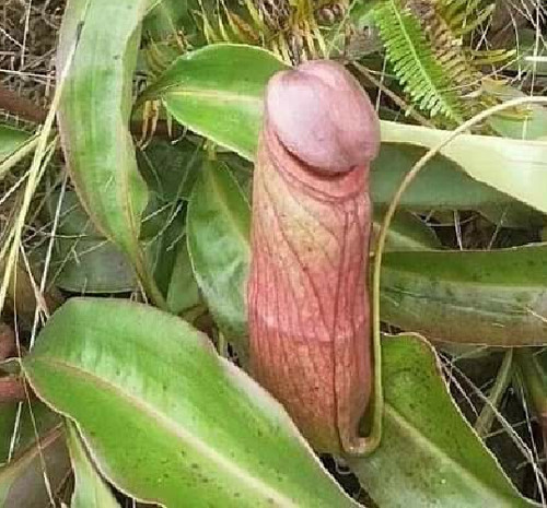 Nepenthes planta carnívora - nepenthes, (