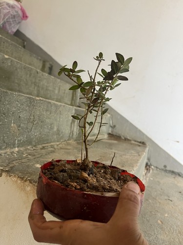 Bonsai phillirea famiglia - bonsai,