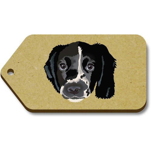 Springer spaniel puppy - 'springer,