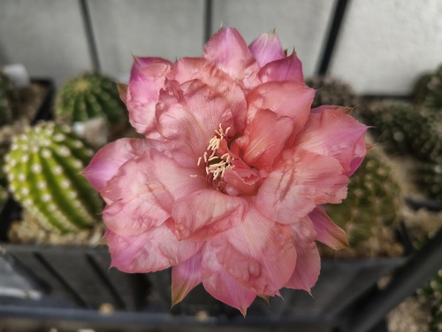 Cactus echinopsis al21 v12 - echinopsis, al21-ex-v12