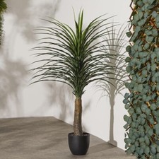 Biznest Pianta di Yucca