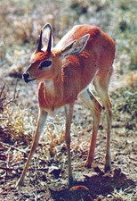 Italia Africa Antilope