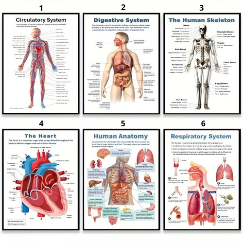 Poster anatomia umana arte