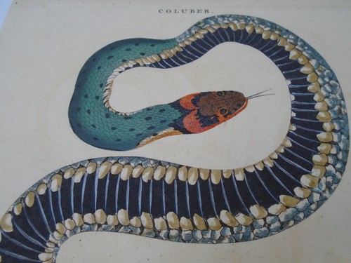 Natrix viper snake - snake, hand