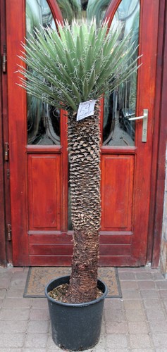 Yucca filifera del messico - yucca,