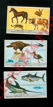 Animali figurine il regno - -,