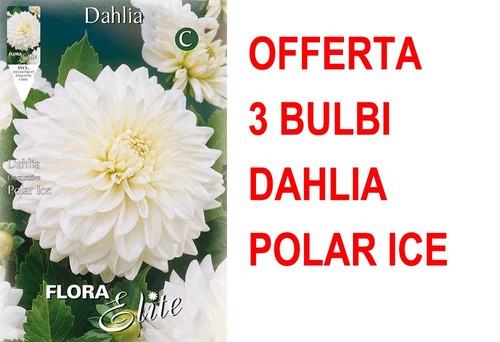 Offerta bulbi dahlia - 3,