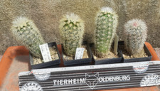 Echinocereus dasyacanthus