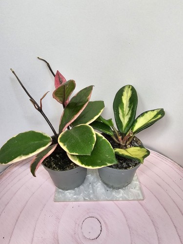Celeste hoya carnosa duo - carnosa,