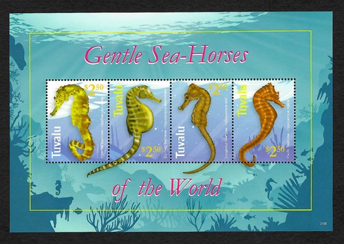 Tuvalu gentle sea horses of - tuvalu:,