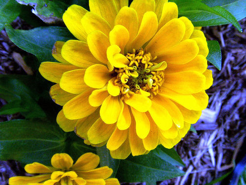 Graines zinnia jaune - 25, de