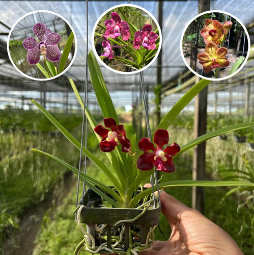 Set orchidea profumata - set,