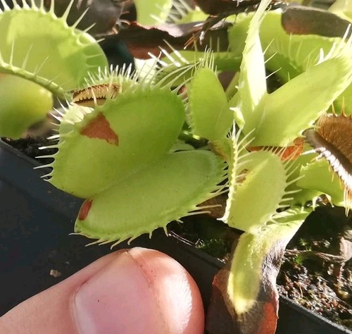 Dionaea muscipula patches - muscipula, "patches"