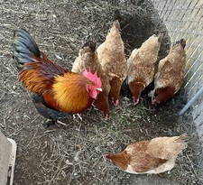 Wheaten Marans Hatching Eggs