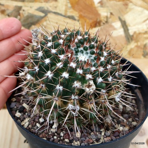 Notocactus submammulosus vaso - notocactus,