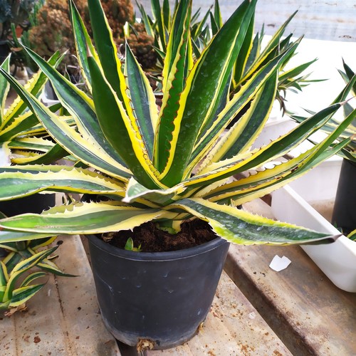 Agave lophanta quadricolor - agave,