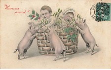 CINGHIALE #FG38003 Tre