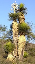 Pugnale spagnolo gigante Yucca