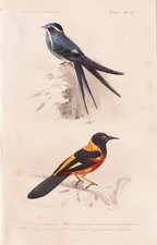 Cypselus mystaceus Vogel Xanthornus aurantius engraving Stahlstich Orbigny 1849