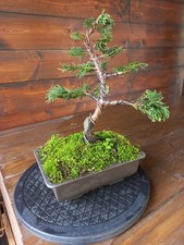 Bonsai di Cipresso Hinoki