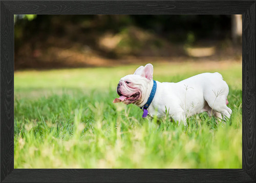 Cucciolo bulldog francese - cucciolo,