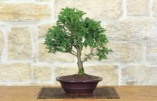 Bonsai di Tasso (12)