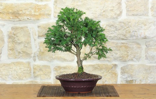 Bonsai tasso - tasso, (12)