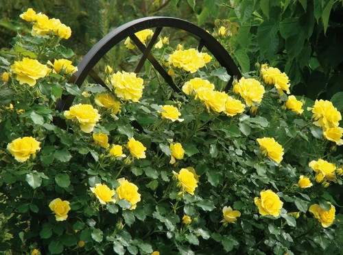 Semi rosa rampicante - 70,