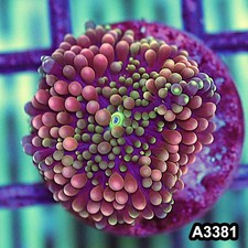 Item#A3381SP3381(S) WYSIWYG