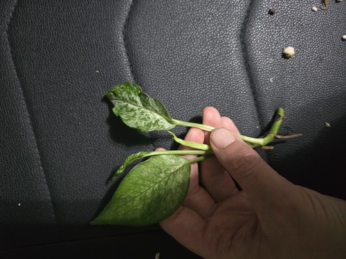 Epipremnum pinnatum merapi aka - pinnatum,