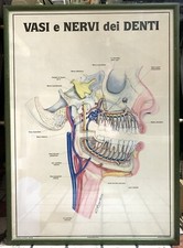vintage QUADRO STAMPA ODONTOIATRICA VASI E NERVI DEI DENTI EDITORE G. SACCARDIN