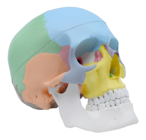 Modello anatomico teschio