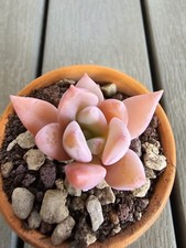 Echeveria Sp