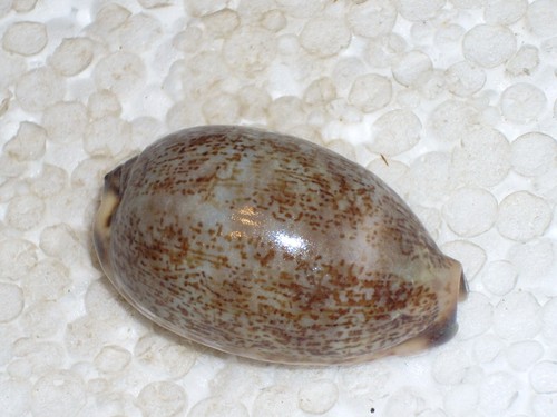 Cypraea eglantina dwarf - cypraea,