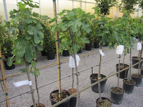 Fico dottato ficus - dottato, carica